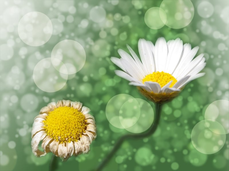 Fantasy Garden Plans